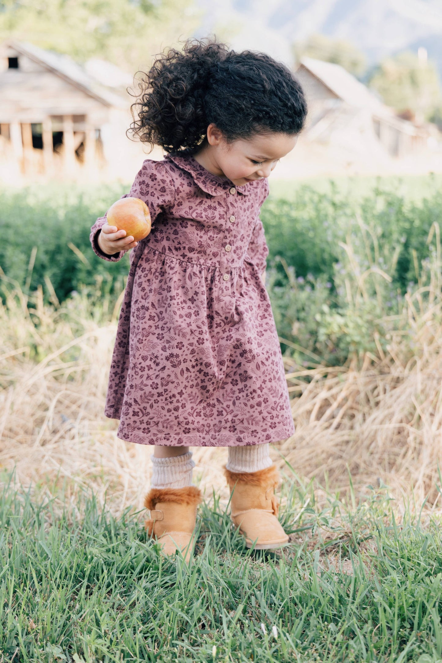 Frill Collar Dress- Fall Plum Birds