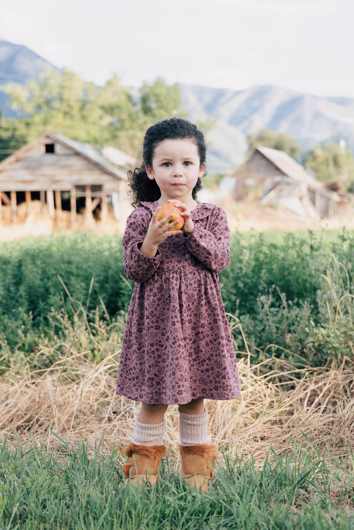 Frill Collar Dress- Fall Plum Birds